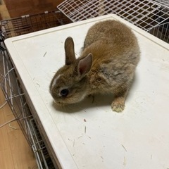 うさぎ里親募集中