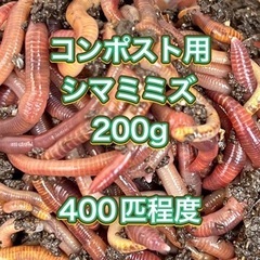 ミミズコンポスト用シマミミズ 200グラム 400匹以上