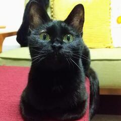 人懐っこい黒猫の女のこです