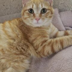 決定 感謝です。茶トラのチャイ君 5ヶ月 抱っこ大好き  性格め...