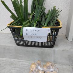 採れたて無農薬新玉ねぎ、新じゃが