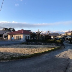 ヤシの木の大木伐採 - いわき市