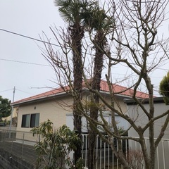 ヤシの木の大木伐採 - 便利屋