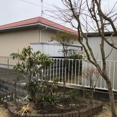 ヤシの木の大木伐採 − 福島県