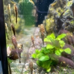 オトシンネグロ　若魚の画像