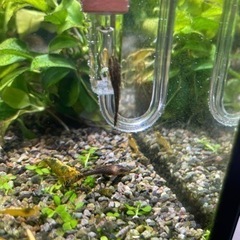 オトシンネグロ　若魚の画像