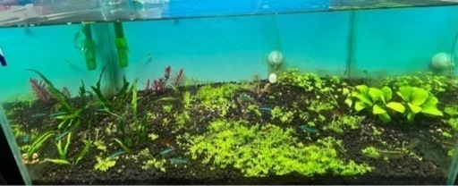 水槽セット 45センチ  エーハイム外部フィルター