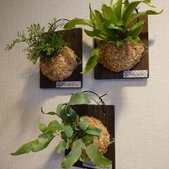 【お取引中】着生シダ植物 板付け3点セット(アスプレニウム、ダバ...