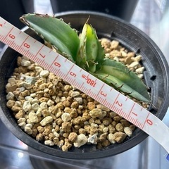 アガベ　チタノタ　夕映　　　　　の画像