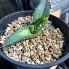 アガベ　チタノタ　夕映　　　　　の画像