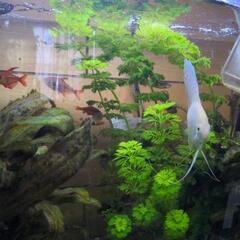水草　アンブリア　