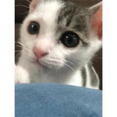 決定　キジ猫くん☆2歳☆