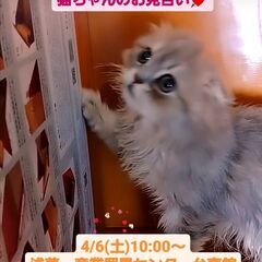 4/6(土)譲渡会♪9月生スコテッシュフォールド♂ブルータビー ...