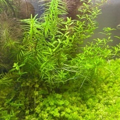 生活雑貨 家庭用品 ガーデニング