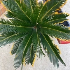 ソテツの画像