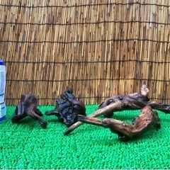 ビオトープ　流木の画像