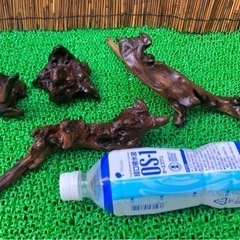ビオトープ　流木の画像