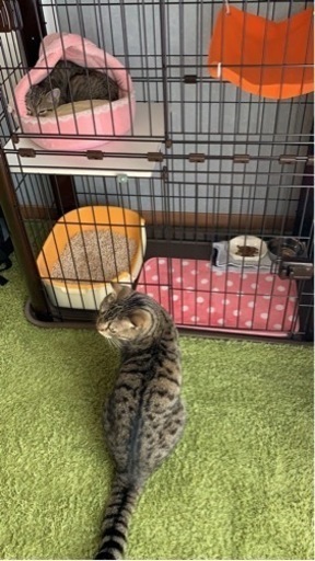 猫用ゲージ\u0026子猫用トイレ