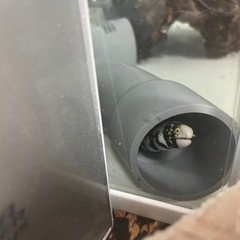 クモウツボコブヒトデ