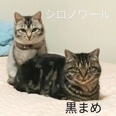 4/21石巻の里親探し会に参加しますm(__)m　「黒豆♀」