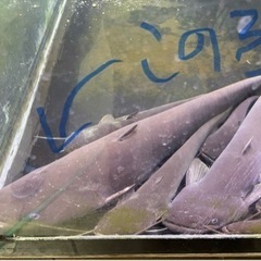 ペットにいかがですか❓🐟😱BIGサイズのナマズ君５８cm±😱🐟イ...