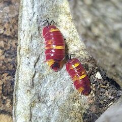 5匹+α 　スカーレット　メルラネラ　　成体　ダンゴムシ　ワラジ...