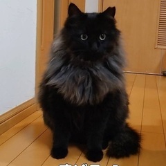 長毛スモーキーのすばるくん