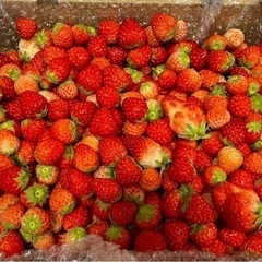 ミニミニ小粒紅ほっぺ🍓