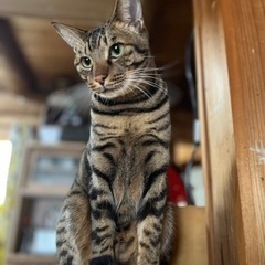 とっても甘えん坊のタケル - 鈴鹿市