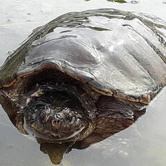 生き物好きな人😉 - チャット