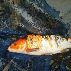 一緒に大型魚採取しませんか？ - メンバー募集