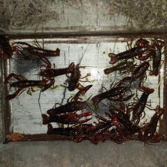 魚掬いしませんか？