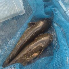 魚掬いしませんか？ − 滋賀県