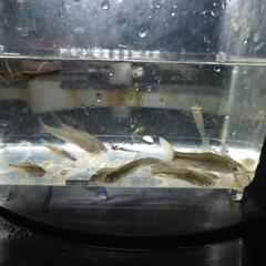 魚掬いしませんか？ - 大津市