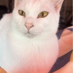 もふもふで甘えん坊な白猫