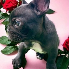 🐶フレンチブルドッグ🐶ブリンドル - ペット