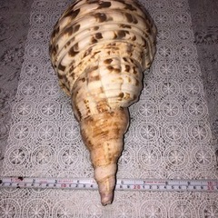 法螺貝　　美品の画像