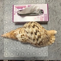 法螺貝　　美品の画像