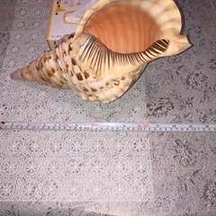 法螺貝　　美品の画像