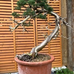 真柏盆栽（かなり古木）インテリア用サイズ 真柏盆栽