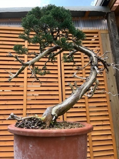 真柏盆栽