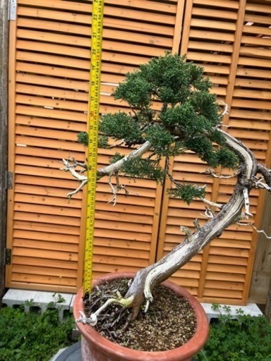 真柏盆栽