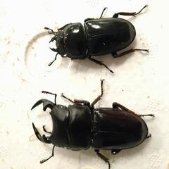 グランディスオオクワガタ　ガルーダ血統　ペア