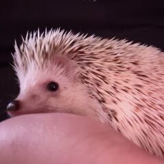 ハリネズミ大切に育ててくれる方にお譲りします。
