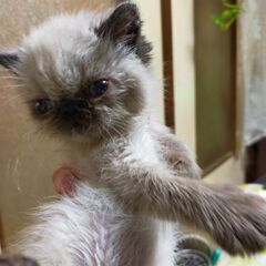 小さい エキゾチックショートヘア差し上げます。