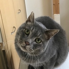 【単身者や高齢のご夫婦も歓迎】穏やかな性格の元地域猫