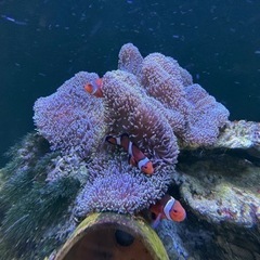 現在お話し中ですの画像