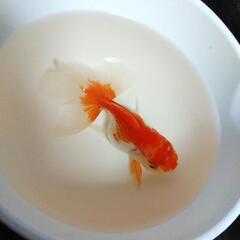 【販売前です】オランダ獅子頭②(稚魚20匹～) 