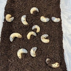 カブトムシ幼虫※取引中※