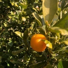 [今週の取引分は終了しました]無農薬　野菜セット　採れたて　2024030091の画像